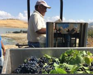 La Doc Sicilia inizia la vendemmia: condizioni climatiche favorevoli  per un raccolto di qualità