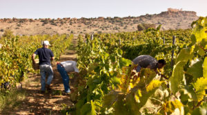 Vendemmia in Sicilia: calo del 30% medio e qualità ottima.