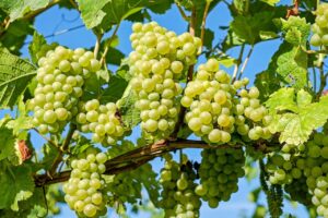 Vino: promozione sui mercati esteri, 8 milioni a disposizione