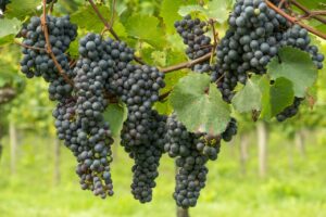 Leggittimo produrre le UVE GRILLO e NERO D’AVOLA come Doc
